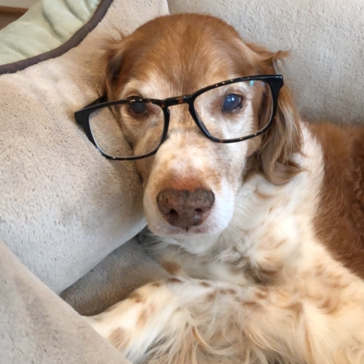 Dog on couch wearing glasses