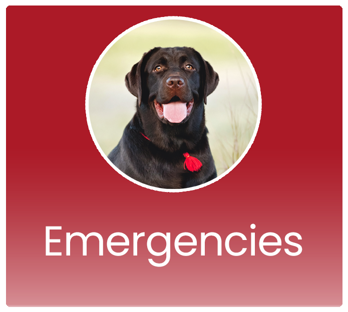 Emergencies - Great Paws Mobile Veterinary Service - Great Falls, VA