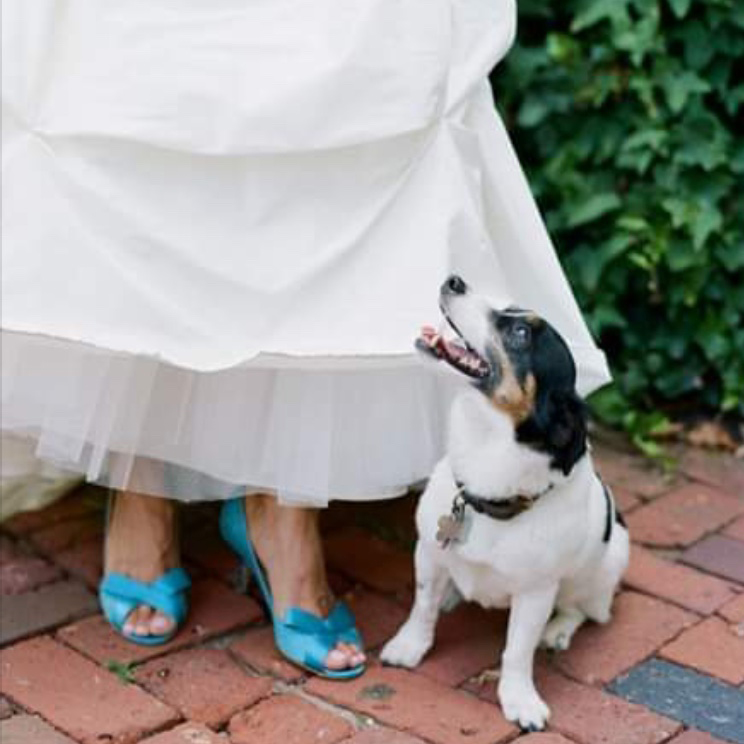 Dog looking up a bride