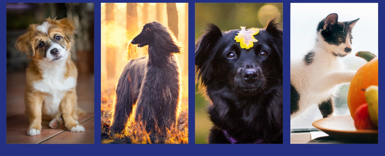 Header Image - Animals - 3 Dogs 1 Cat