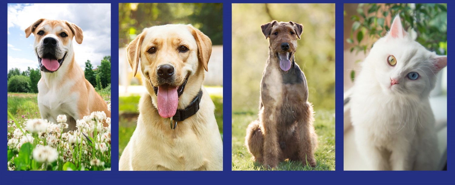 Valentines Day 2025 Header Image - Animals - 3 Dogs 1 Cat