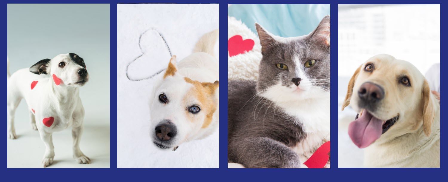 Valentines Day 2025 Header Image - Animals - 3 Dogs 1 Cat